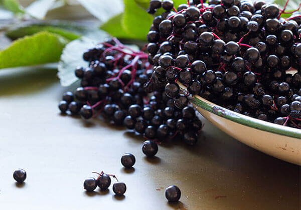 You are currently viewing How does Elderberry Build a Healthy Immune System?